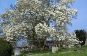Lijst van Magnolia bomen voor Zone 5
