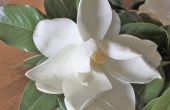 Hoe maak je een Magnolia krans