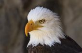 Bald Eagle Fun Facts for Kids