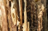 How to Make termiet lokaas met boorzuur poeder