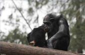 De levensduur van de chimpansees