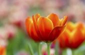 Het gebruik van de Tulip-Flower