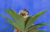 Hoe Plant een Palm snijden