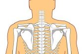 Volledige Diagram van het menselijk lichaam