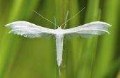 Witte vlinders in mijn gras