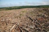 De effecten van ontbossing over Global Warming