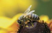 Wat doodt bijen en wespen?