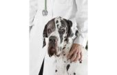 Symptomen van milt tumoren bij honden