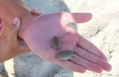 Hoe te vangen een zand krab
