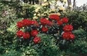 Hoe een oude langbenige Rhododendron snoeien
