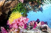 Planten & dieren in de Stille Oceaan