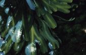 Waarom Is zeewier niet een Plant?
