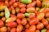 Hoe Roma tomaten rijpen