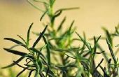 Kan ik etherische oliën gebruiken om te doden van spinmijten op mijn planten?