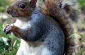 Hoe te houden van eekhoorns uit de buurt van vogelvoeders