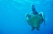 Hoe om te zien van zeeschildpadden in Hawaï
