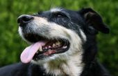 Hoe te herkennen en behandelen van zonnebrand bij honden