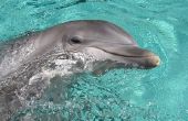Hoe om te zwemmen met dolfijnen in Disney World