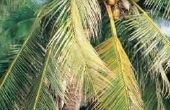 Kokosnoot palmnoten