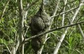 Hoe te een wesp Nest spuiten