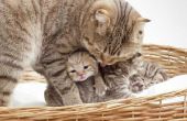 Hoe te scheiden van Kittens van een kat van de moeder voor aanneming