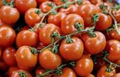 Wat Is de voedingswaarde van tomaten?