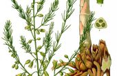 Hoe te planten gevestigde asperges
