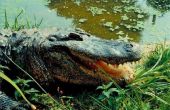 Hoe te overleven van de aanval van een Alligator