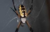 Gemeenschappelijke North Carolina spinnen