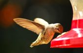 How to Make Hummingbird Food met biologische suiker