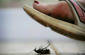 Hoe om te doden van kakkerlakken