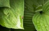 Natuurlijke insectenwerende middelen voor blad-eten insecten