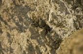 Hoe de zorg voor zand krabben van de Oceaan