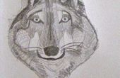 Hoe teken je een Wolf-gezicht