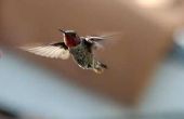 Hoe krijg ik een kolibrie uit een huis