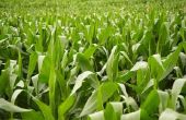 How to Plant herten maïs