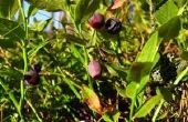 Gids voor Blueberry struiken planten
