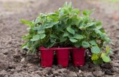 Tips voor het kweken van aardbeien planten