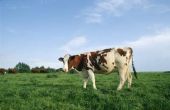 Hoe lang heeft koeienmest aan leeftijd tot goed voor een tuin?