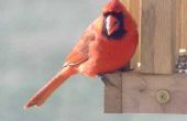 Leuke feitjes over kardinaal vogels voor schoolprojecten