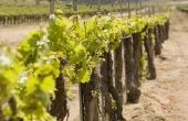 Wat is het nummer van wijnstokken te planten Per Acre?