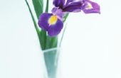 Wat voor soort irissen zijn paars & geel?