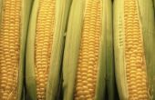 Maïs: Eind van de zomer op de kolf