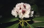 Rododendrons met kleine witte bloemen
