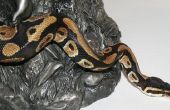Hoe maak je een Python Snake kostuum voor kinderen