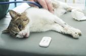 Wat zijn de symptomen van de ziekte bij katten?
