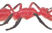 Mieren die er als spinnen uitzien
