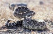 Ratelslangen Native naar New Mexico