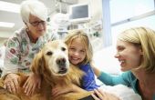 Natuurlijke Remedies voor Bronchitis bij honden
