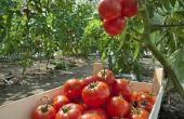 Hoe te houden van de Bugs weg van tomatenplanten
